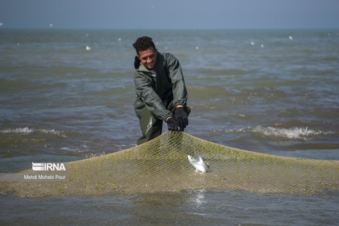 آخرین خبر  صید ۳۷۵ تن انواع ماهیان استخوانی در گیلان