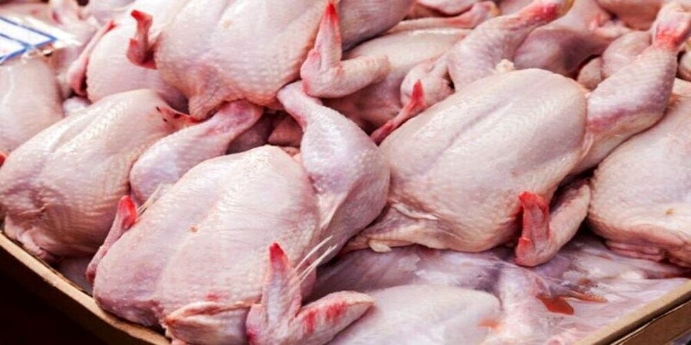 توزیع مرغ گرم و منجمد از فردا در استان ایلام
