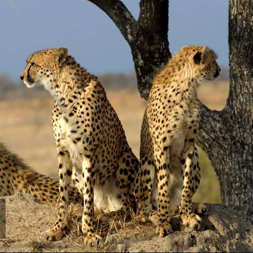 گوناگون/ در روز جهانی حیات وحش، ما چه وظیفه ای داریم؟