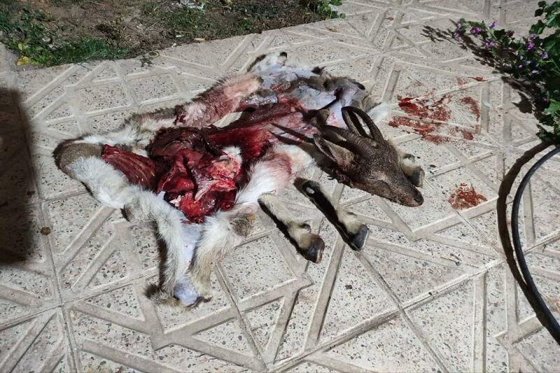شکارچی بز وحشی در قزوین دستگیر شد