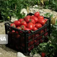 قیمت گوجه‌فرنگی در استان بوشهر کاهشی شد