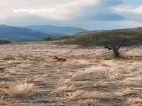 شکار بزغاله توسط اژدهای کومودو