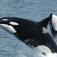 ضبط تصاویری خاص از یک رفتار نادر در نهنگ قاتل