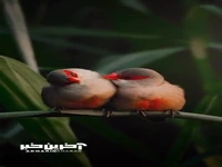 پرنده های کوچک و دوست داشتنی