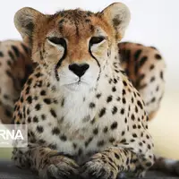 قرارداد حفاظت از یوزپلنگ آسیایی در سمنان منعقد شد