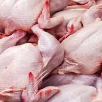 توزیع مرغ گرم و منجمد از فردا در استان ایلام