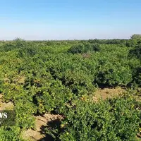 شناسنامه‌دار شدن بیش از ۱۲ هزار هکتار باغات مازندران