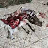 شکارچی بز وحشی در قزوین دستگیر شد