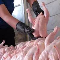 افزایش قیمت گوشت مرغ در بازار مشهد