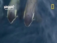 ویدئویی جالب از رفتار نادر یک نهنگ قاتل