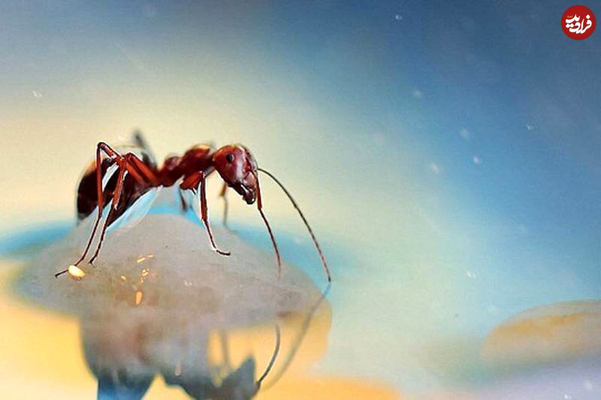  تصاویر شگفت‌انگیز از نمای نزدیک حشرات