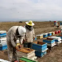 تولید 7541 تُن عسل در استان اردبیل