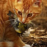 ویدیویی با بازدید میلیونی؛ مهارت دیدنی گربه‌ها در شکار پرندگان