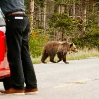 حمله خرس مادر به خودروی گردشگران برای دفاع از فرزندش