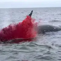 لحظه انفجار جسد نهنگ