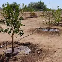 جهاد کشاورزی لرستان: در اراضی شیب‌دار درخت کاشته می‌شود
