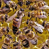  تکنیک مهندسی‌شده زنبورهای عسل برای کاهش دمای هوای کندو