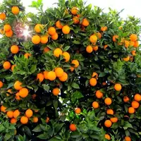 قیمت مصوب خرید پرتقال تامسون از باغدار اعلام شد
