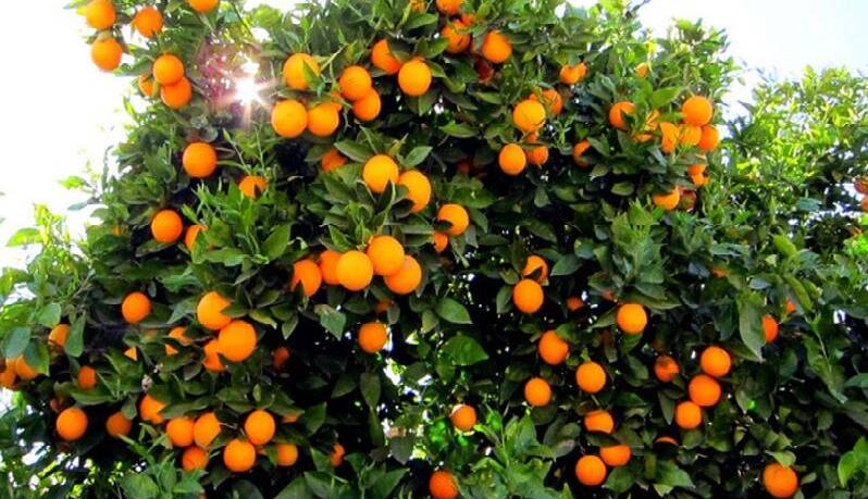 قیمت مصوب خرید پرتقال تامسون از باغدار اعلام شد