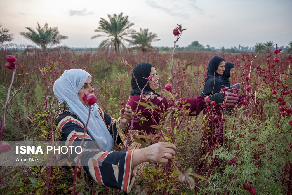 عکس/ فصل برداشت چای ترش