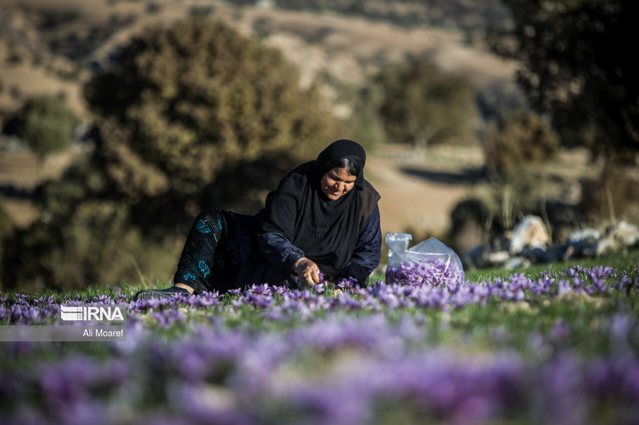 عکس/ زعفران محلی دِزپارت خوزستان
