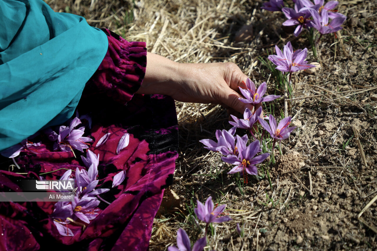 عکس/ زعفران محلی دِزپارت خوزستان