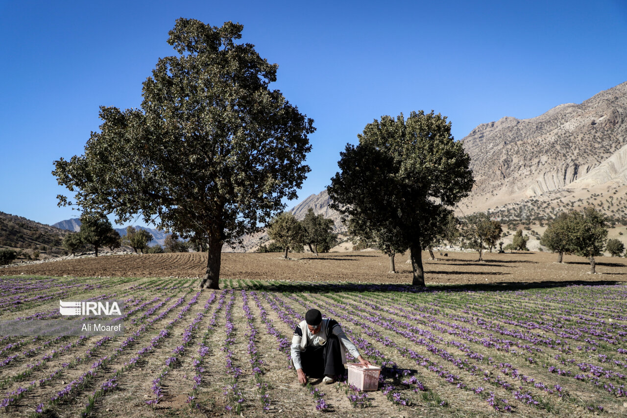 عکس/ زعفران محلی دِزپارت خوزستان