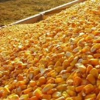 واردات ذرت دانه‌ای در خوزستان، هم‌زمان با برداشت محصول!