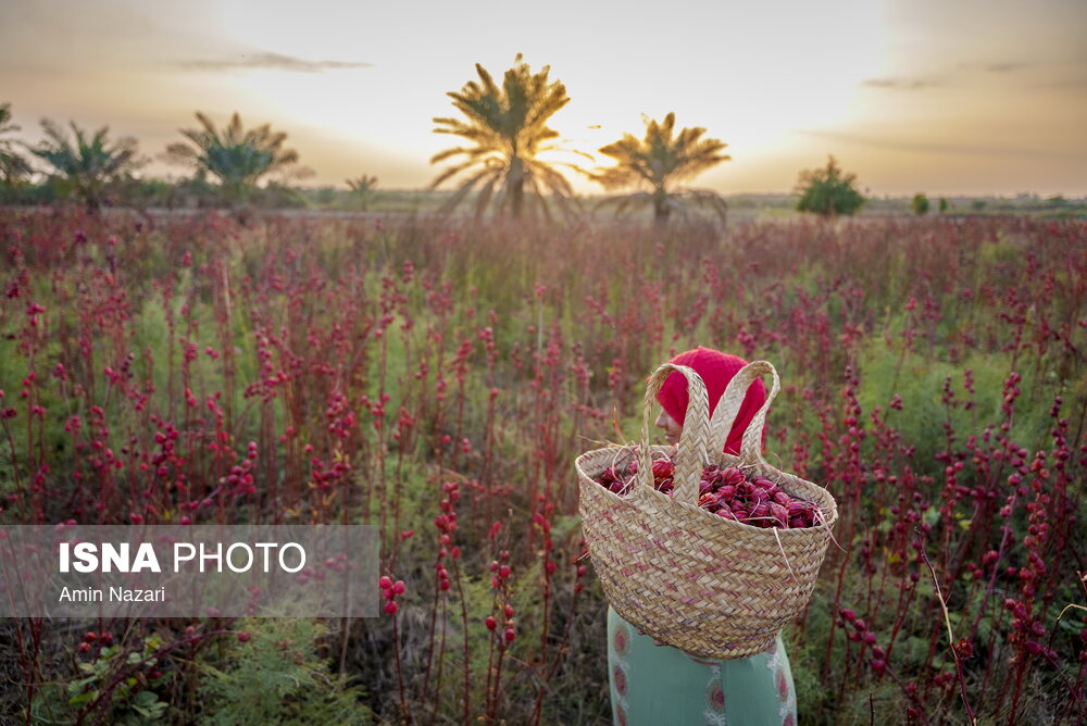 عکس/ فصل برداشت چای ترش