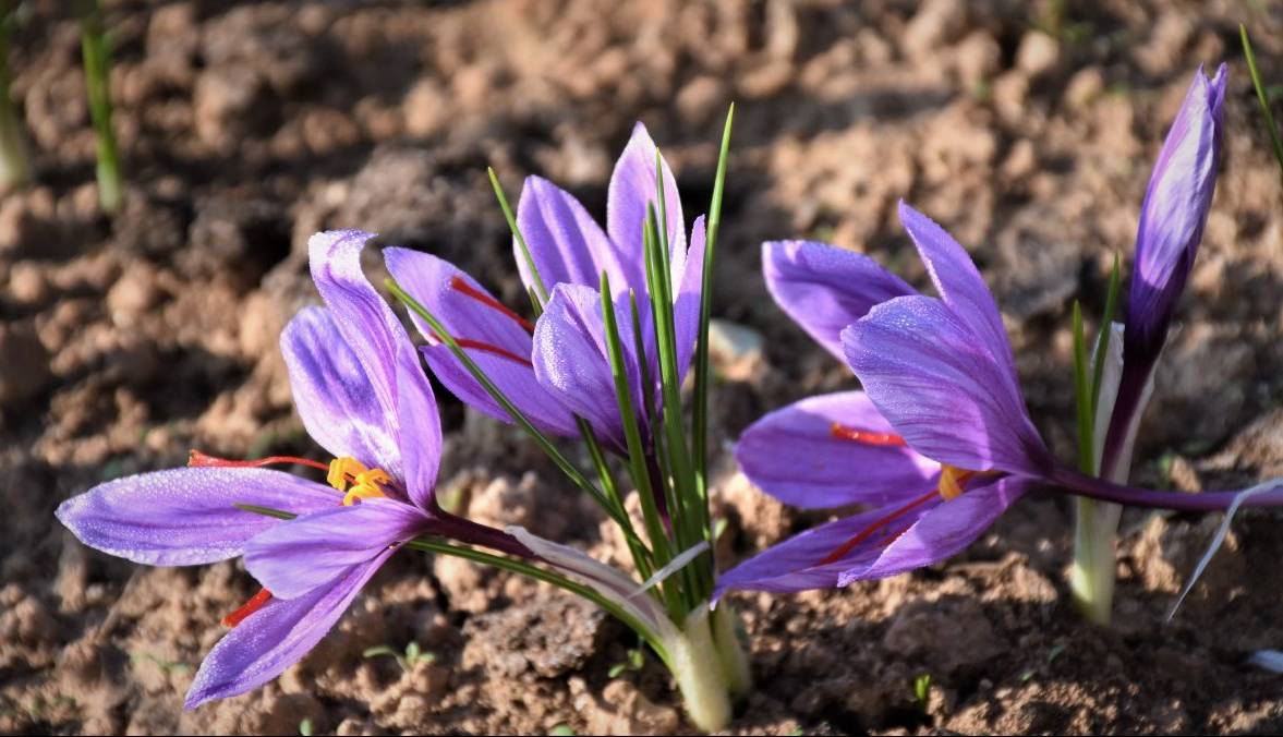 کشت زعفران برای اولین‌بار در سرپل ذهاب