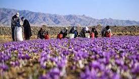کشت زعفران در ۳۲ هکتار از مزارع کهگیلویه‌و‌بویراحمد