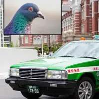 4گوشه دنیا/ دستگیری راننده ژاپنی به دلیل کشتن کبوتر