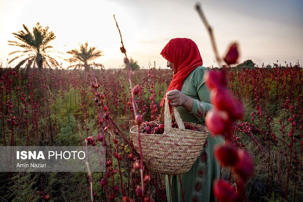 عکس/ فصل برداشت چای ترش