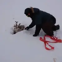 نجات یک گوزن شمالی گرفتار در باتلاق پوشیده از برف