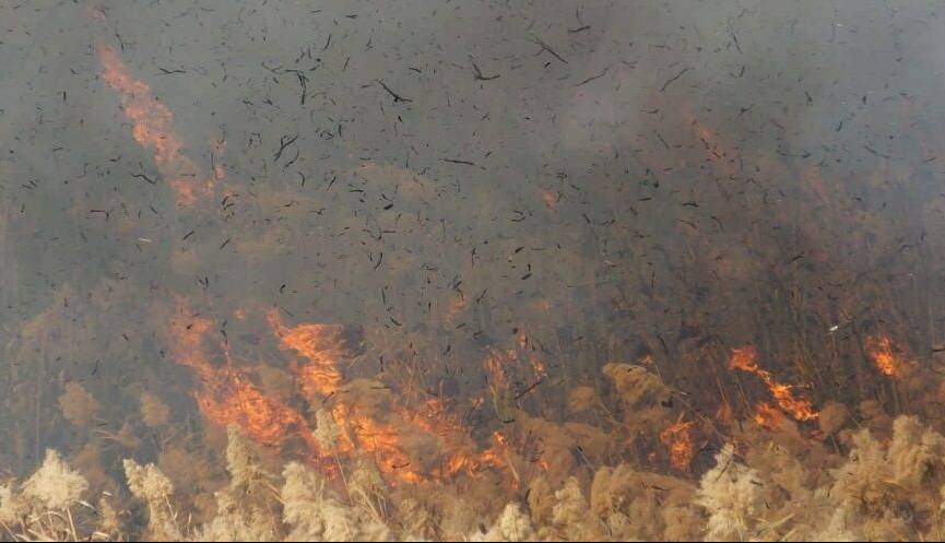 آتشسوزی نیزارهای گچساران مهار شد