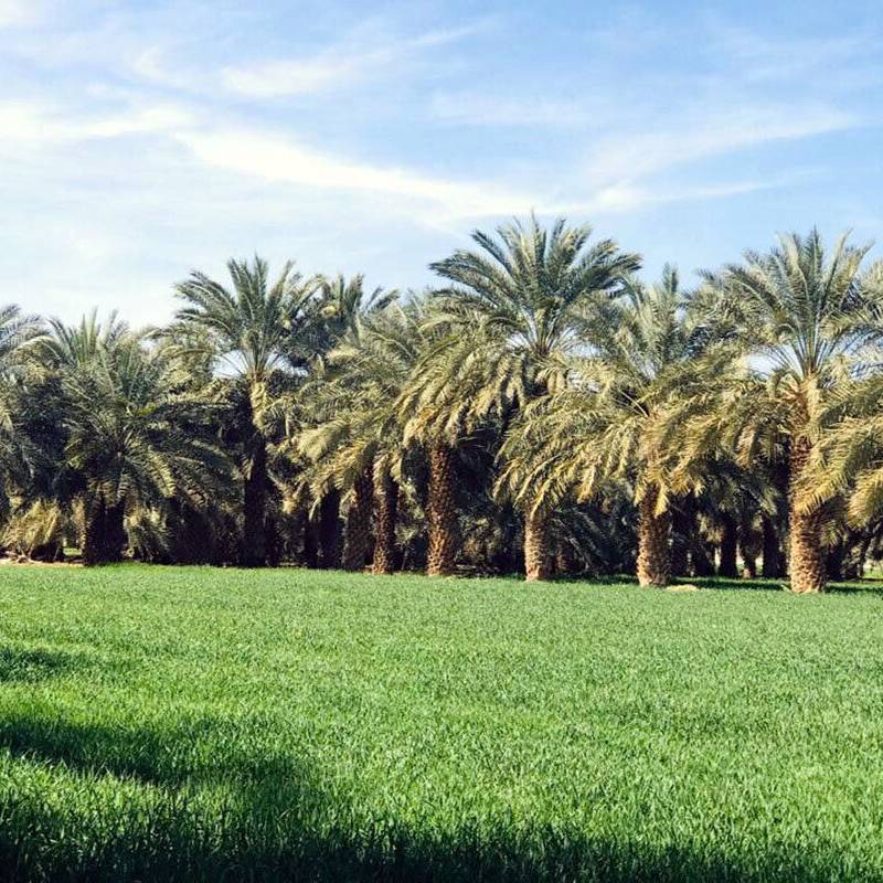 مدیریت تلفیقی بهبود حاصلخیزی خاک در باغات استان بوشهر اجرا میشود