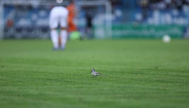 بیانی: باید خواب قهرمانی در آسیا را ببینیم
