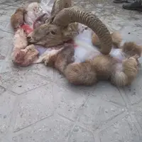 شکارچی قوچ وحشی در لرستان دستگیر شد