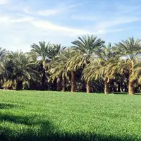 مدیریت تلفیقی بهبود حاصلخیزی خاک در باغات استان بوشهر اجرا می‌شود