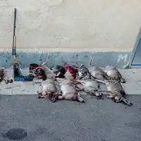 کشف لاشه ۲۰ خرگوش از 3 شکارچی غیرمجاز در زنجان