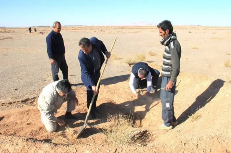 آغاز کاشت نهال در ۳۵۰۰ هکتار از عرصههای طبیعی ابرکوه