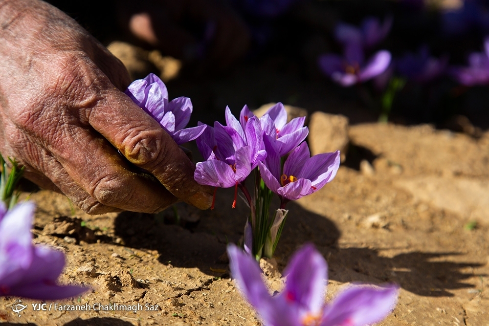 برداشت طلای سرخ از مزارع شهرستان شیراز