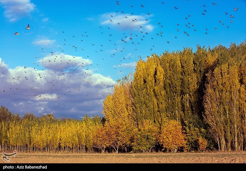 پرواز کبوترها در روزهای پاییزی 