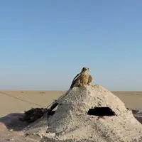 ۲۵۳ کوخه زنده‌گیری پرندگان شکاری در بوشهر تخریب شد