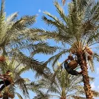 برداشت بیش از ١٣ هـزار تن خرما از نخلستـان‌های داراب