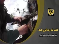 کشف تله‌های زنده‌گیری کبک در الموت قزوین