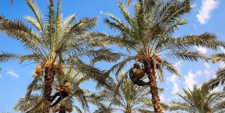 برداشت بیش از ١٣ هـزار تن خرما از نخلستـان‌های داراب