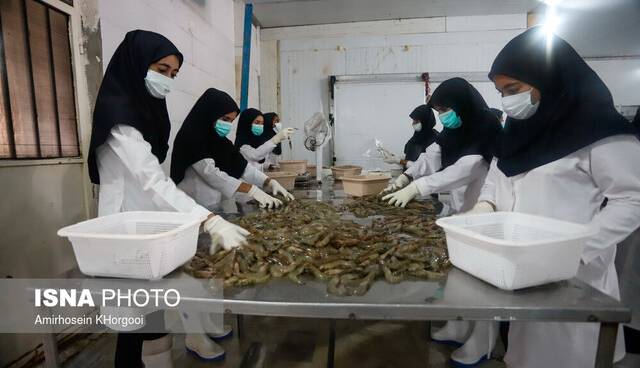 عرضه میگو و خرمای بوشهر در بازارهای چین