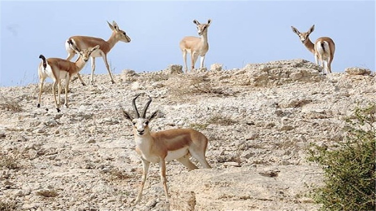 آغاز سرشماری حیات وحش پارک ملی ارسباران