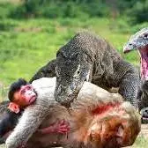 زنده خوردن یک میمون توسط بزمجه!